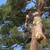 Why Do Hampshire Homeowners Always Choose a Local Certified Tree Surgeon?