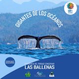 NUESTRO OXÍGENO Gigantes de los océanos la esencia del porque conservar las ballenas