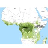 009.2 African Rainforest