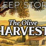 A Peaceful Sleepy Story_ The Olive Harvest