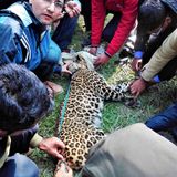 Ep. 44: Living With Leopards (feat. Dr. Babu Ram Lamichhane)