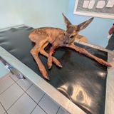 Altri due cuccioli di capriolo vittime dello sfalcio d’erba. “Basta indifferenza, servono i droni”