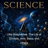 Little Busybodies The Life of Crickets Ants Bees and Others - Jeannette Augustus Marks Julia Moody