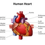 PBS 1.2.3-1.2.6 Quiz Review