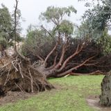 ¿Cómo proceder ante los daños del temporal en vehículos y viviendas?