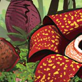 De stinkbloem | Verhalen Over De Natuur