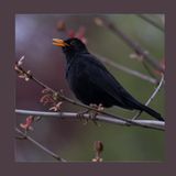 #207 Diamo voce alla Primavera