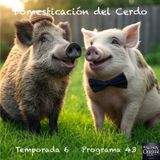 Domesticación del Cerdo