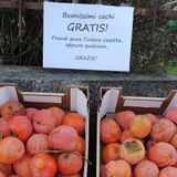 Cachi gratis a bordo strada: la generosità che salva il raccolto