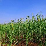 Le piante di cereali si trasformano in sensori dell'inquinamento