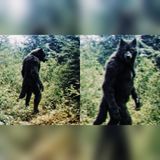 David Paulides and the Ranger’s Dogman Warning After 12 Years