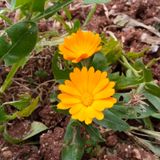 Zazaca Kabirde Rahat Çaresi Sohbeti