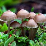 Cosmic Queries - The Fungus Among Us with Merlin Sheldrake