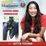 Unlocking Equine Secrets: The Art of Telepathy with Ditte Young