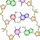 Debunking The Revolutionary Phenotype
