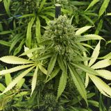 Sky News Radio Podcast - Tuesday 19th June 2018