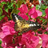 Viaja con Machín: Mariposario de Níjar