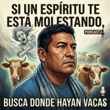 Si un espíritu te está molestando, busca donde hayan vacas