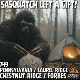 A Bird’s Nest, Broken Trees, and the Sasquatch That Watched Her
