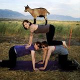 Paige from Utah Goga Guys well Share  Goat Yoga !