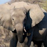 014.2 Elephant Conservation with mate spanisberger