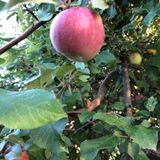 Sept 17 Is There Good In Temptation ?