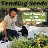 Ep 35 - Seed Saving with Quin Shakra