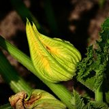 Fiori di zucca: delicatezza, bellezza e benessere in tavola