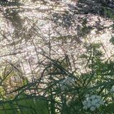 Connecting to Nature
