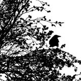 Mr. Crow goes and tells | Kids Stories