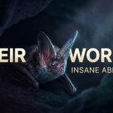 Why bats are nature_s strangest animals_