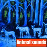 Animal Sounds - Wolf Howls