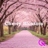Sakura Magic - Exploring Japan's Cherry Blossom Traditions
