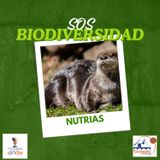 SOS Biodiversidad_Nutrias en la peninsula Ibérica