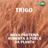 Em teste nova proteína natural para o trigo