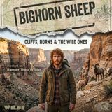Bighorn Sheep - Scale the peaks with Ranger Theo Wilder