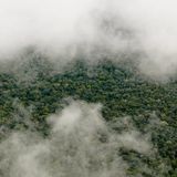 El Niño: contro la siccità l’Amazzonia sceglie l’autodifesa “chimica”