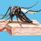Pernilongo X Aedes aegypti