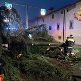 Il temporale “abbatte” un albero che cade in strada. Pompieri all’opera all’alba in più scenari