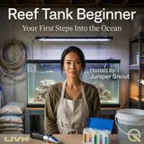 Reef Tank Beginner - Dive into Your Underwater World with Juniper Snout