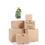 Episode 40 - Moving with Houseplants