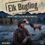 Elk Bugling - Discover the wild call of the rut with Ranger Theo Wilder