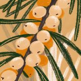 Omega-7 Secrets: Why Sea Buckthorn Isn't Just Vitamin C