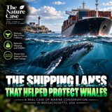 The Shipping Lanes That Helped Protect Whales
