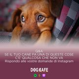 114 - Se il tuo cane fa una di queste cose c'è qualcosa che non va. q&a