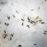 Congress Playing Politics with Vital Zika Virus Funding