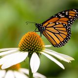 Transformational Leaders: Introdcution