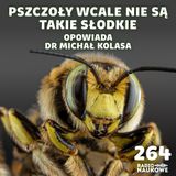 #264 Pszczoły – śmiertelne użądlenia i „słodkie pocałunki” | dr Michał Kolasa