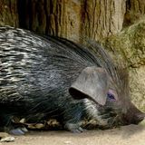 Het Stekelvarken en de Slangen | Aesopus Fabels