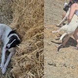 Gravina di Puglia Agostino, il cane salvato dalle balle di paglia